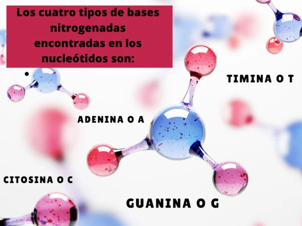 Cursos de adn